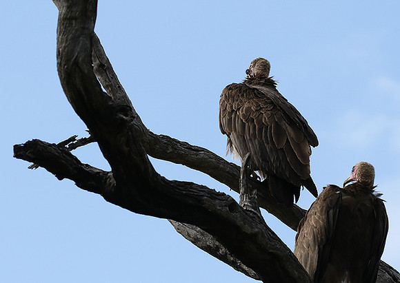 Hooded vulture at Mala Mala