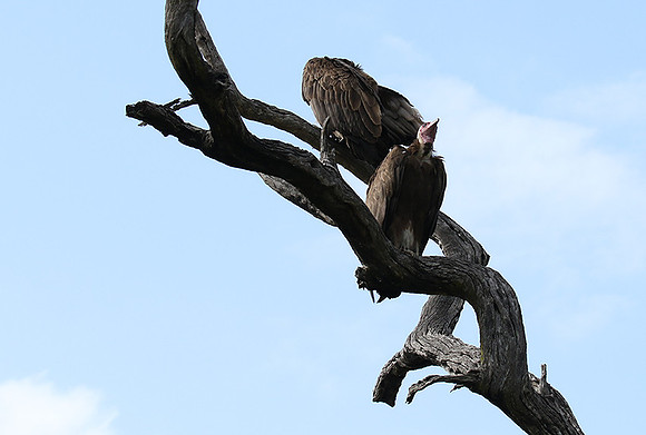 Hooded vulture at Mala Mala