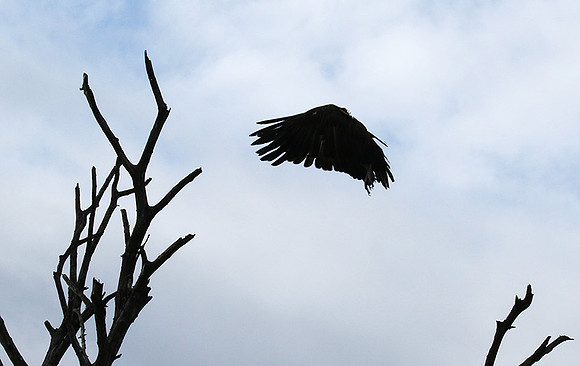 Hooded vulture at Mala Mala