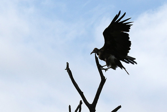 Hooded vulture at Mala Mala