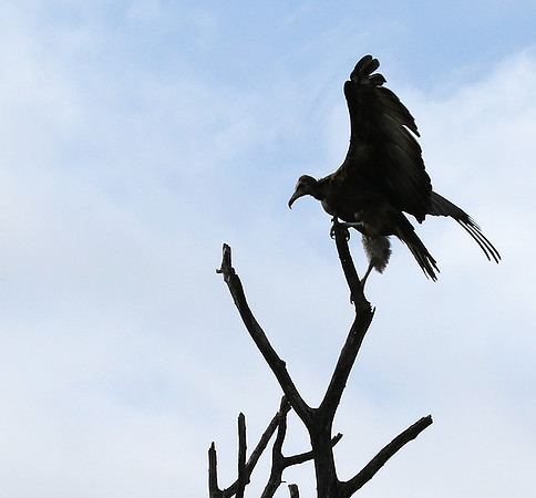 Hooded vulture at Mala Mala