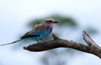 Lilac-breasted roller at Mala Mala