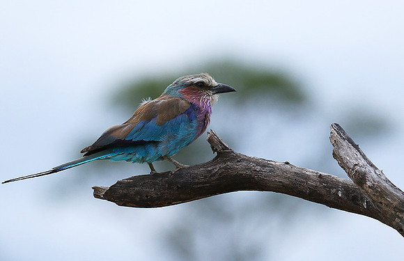 Lilac-breasted roller at Mala Mala