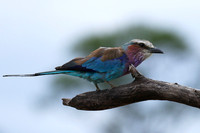 Lilac-breasted roller at Mala Mala