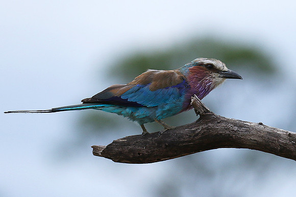 Lilac-breasted roller at Mala Mala