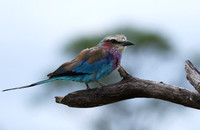 Lilac-breasted roller at Mala Mala