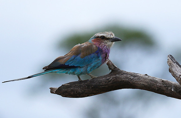 Lilac-breasted roller at Mala Mala