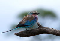 Lilac-breasted roller at Mala Mala