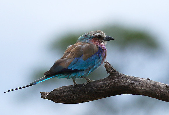 Lilac-breasted roller at Mala Mala