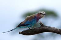 Lilac-breasted roller at Mala Mala