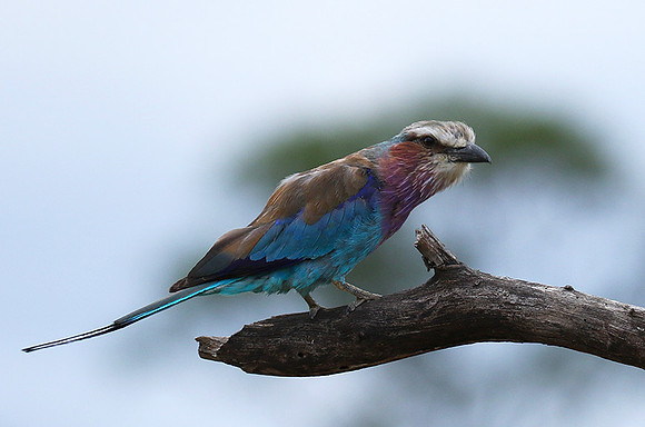 Lilac-breasted roller at Mala Mala