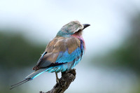 Lilac-breasted roller at Mala Mala