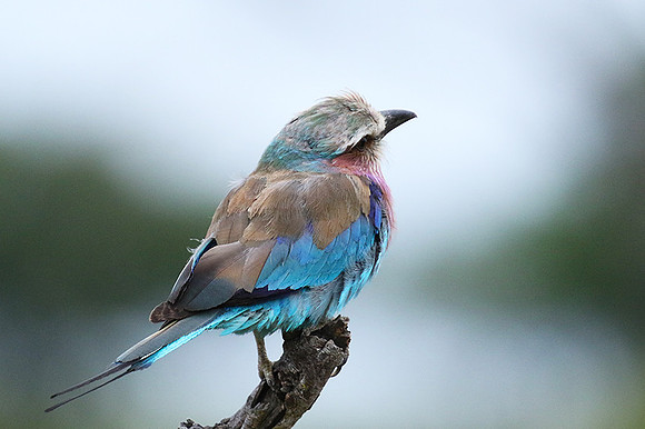 Lilac-breasted roller at Mala Mala