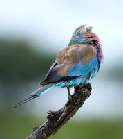 Lilac-breasted roller at Mala Mala