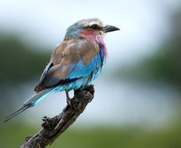 Lilac-breasted roller at Mala Mala