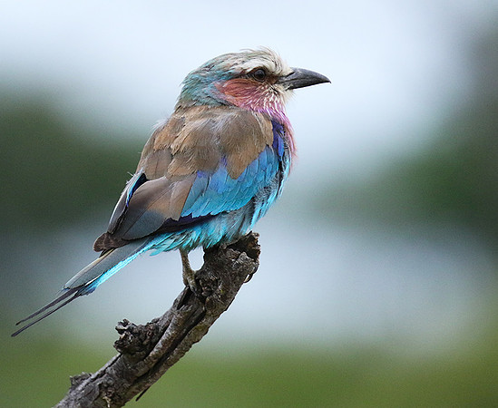 Lilac-breasted roller at Mala Mala
