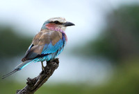 Lilac-breasted roller at Mala Mala