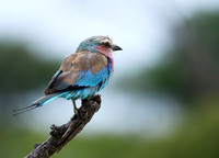 Lilac-breasted roller at Mala Mala