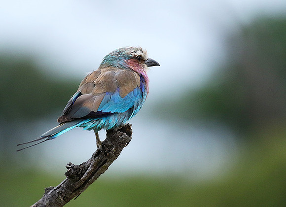 Lilac-breasted roller at Mala Mala