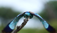 Lilac-breasted roller at Mala Mala