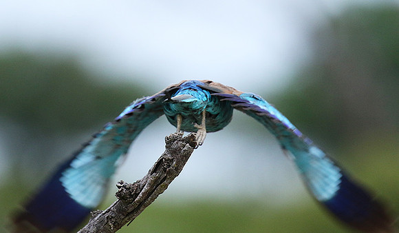 Lilac-breasted roller at Mala Mala