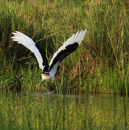 Saddle-billed stork at Sabi Sand