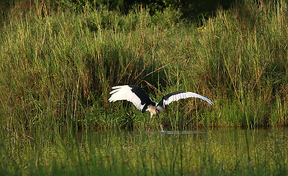 Saddle-billed stork at Sabi Sand