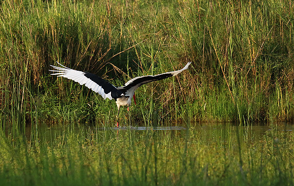 Saddle-billed stork at Sabi Sand