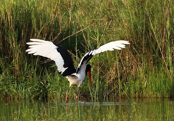 Saddle-billed stork at Sabi Sand