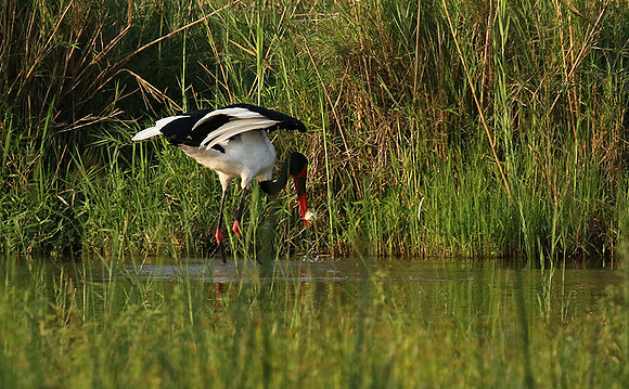 Saddle-billed stork at Sabi Sand