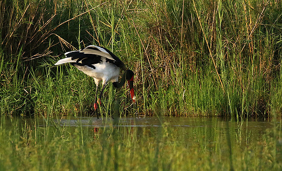 Saddle-billed stork at Sabi Sand