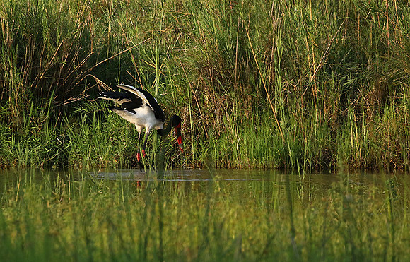 Saddle-billed stork at Sabi Sand
