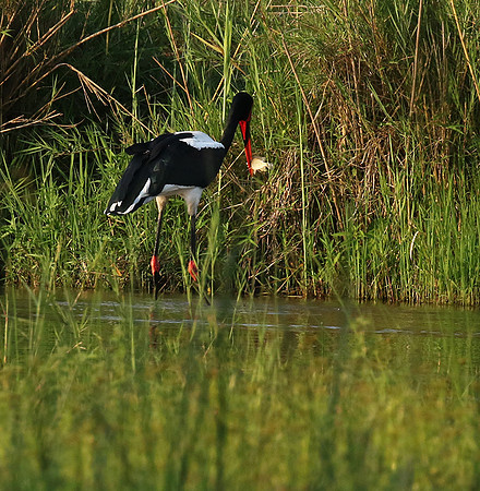 Saddle-billed stork at Sabi Sand