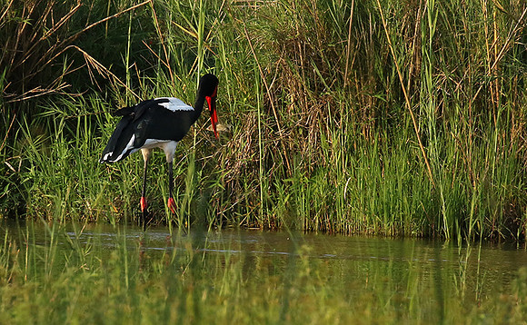 Saddle-billed stork at Sabi Sand