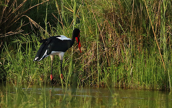 Saddle-billed stork at Sabi Sand