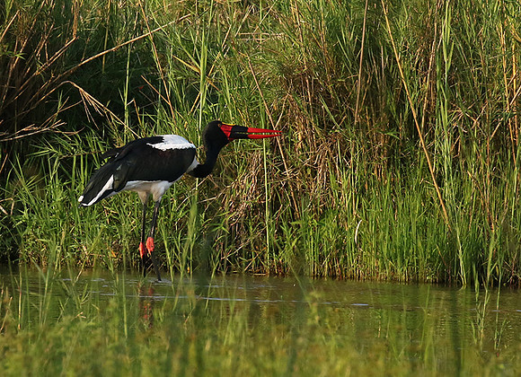 Saddle-billed stork at Sabi Sand