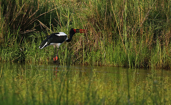 Saddle-billed stork at Sabi Sand