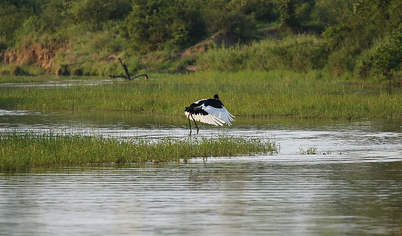 Saddle-billed stork at Sabi Sand