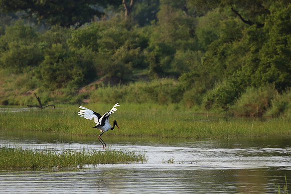 Saddle-billed stork at Sabi Sand