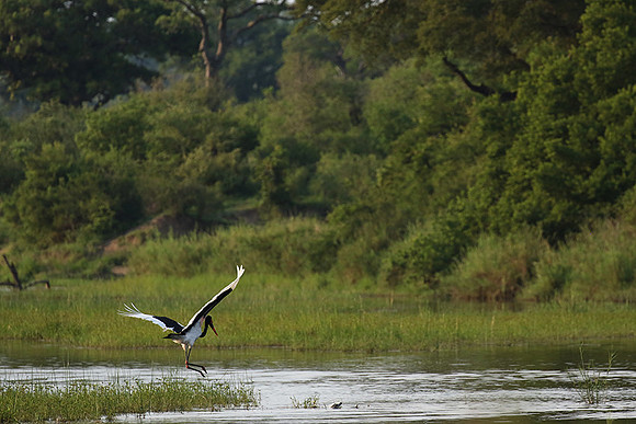 Saddle-billed stork at Sabi Sand