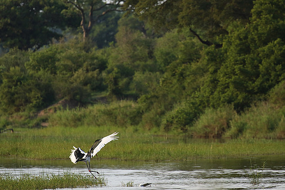 Saddle-billed stork at Sabi Sand