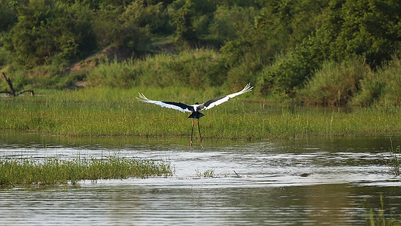 Saddle-billed stork at Sabi Sand