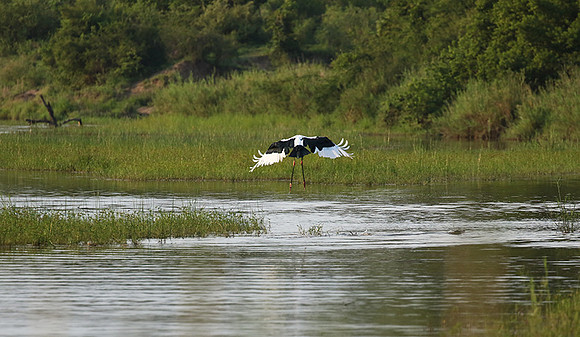 Saddle-billed stork at Sabi Sand