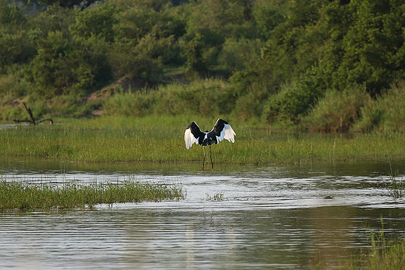 Saddle-billed stork at Sabi Sand