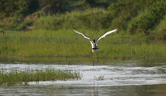Saddle-billed stork at Sabi Sand