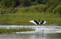 Saddle-billed stork at Sabi Sand