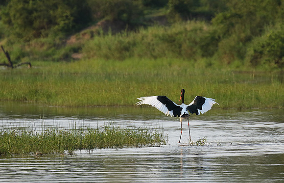 Saddle-billed stork at Sabi Sand