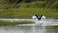 Saddle-billed stork at Sabi Sand
