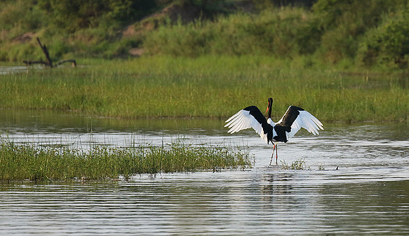 Saddle-billed stork at Sabi Sand