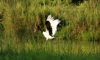 Saddle-billed stork at Sabi Sand
